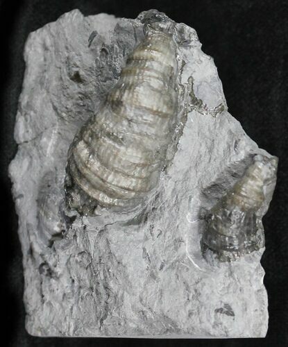 Horn Coral, Devonian Aged From New York #26445